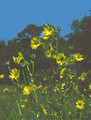 Silphium Laciniatum Perennial