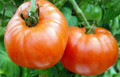 Siletz Heirloom Tomato