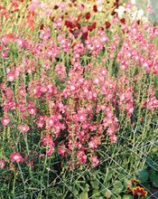 Sidalcea Malvaflora Starks Hybrids