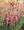 Sidalcea Malvaflora Starks Hybrids