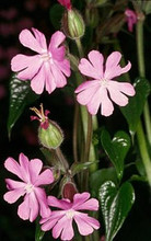 Silene Dioica English Maiden