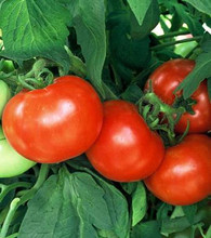 Shady Lady Tomato