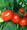 Shady Lady Tomato