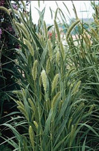 Ornamental Grass Seed - Setaria Viridis