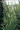 Ornamental Grass Seed - Setaria Viridis