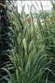 Ornamental Grass Seed - Setaria Viridis