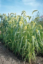 Ornamental Grass Seed - Setaria Italica Max