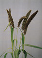 Ornamental Grass Seed - Setaria Italica Max