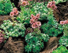 Sempervivum Hens Chicks Hardy Hens Chickens Mix