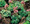 Sempervivum Hens Chicks Hardy Hens Chickens Mix