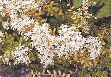 Sedum Stonecrop Album