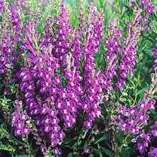 Scutellaria Baicalensis Oriental Blue