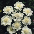 Scabiosa Caucasica Perfecta Alba