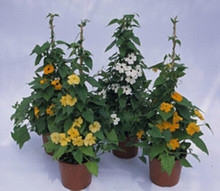 Thunbergia Susie Series Mix Black Eyed Susan