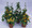 Thunbergia Susie Series Mix Black Eyed Susan
