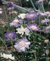 Scabiosa Caucasica Isaac House Hybrid