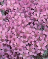 Saxifraga Floral Carpet