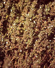 Herb Seeds - Savory Summer