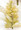 Salvia Splendens Sizzler White