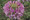 Cleome Sparkler Series Lavender