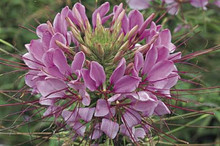 Cleome Sparkler Series Lavender