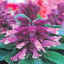 Salvia Splendens Sizzler Purple