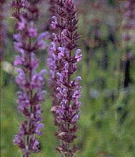 Salvia Sage Nemerosa Sylvestris Amethyst Blue