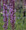 Salvia Sage Nemerosa Sylvestris Amethyst Blue
