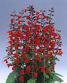 Salvia Coccinea Lady In Red