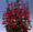 Salvia Coccinea Forest Fire