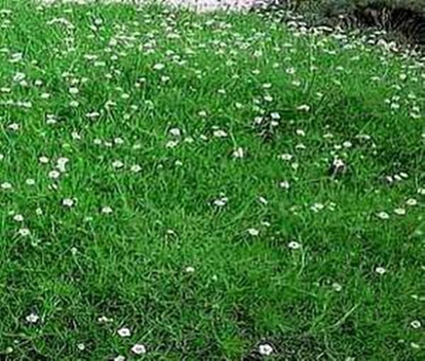Sagina Irish Moss Subulata Perennial Seeds
