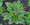 Rumex Sanguineus