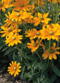 Rudbeckia Black Eyed Susan Gloriosa Irish Eyes