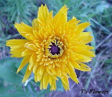 Rudbeckia Black Eyed Susan Gloriosa Double Daisy