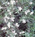 Herb Seeds - Rosemary
