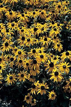 Rudbeckia Black Eyed Susan Fulgida Goldsturm