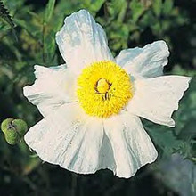 Romneya Coulteri Perennial