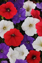 Petunia Shock Wave Volt Mix