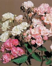 Rosa Chinensis Angel Wings