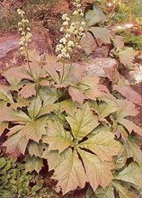 Rodgersia Pinnata Henrici Hybrids