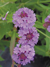 Verbena Blue Lagoon