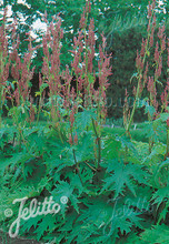 Rheum Palmatum Tanguticum Big Red