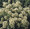Reseda Mignonette Grandiflora