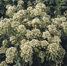 Reseda Mignonette Grandiflora