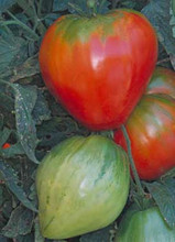 Red Strawberry Heirloom Tomato