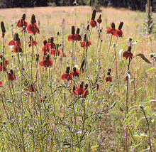 Ratibida Coneflower Mexican Hat Columnifera Red