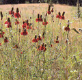 Ratibida Coneflower Mexican Hat Columnifera Red