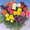 Ranunculus Bloomingdale Mix