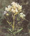 Pycnanthemum Virginianum