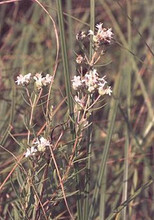 Pycnanthemum Tenuifolium